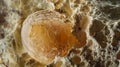 A zoomedin image of a trematode egg its jagged and uneven surface revealing the numerous layers of protective coating Royalty Free Stock Photo