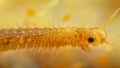 A zoomedin photo of a microscopic caddisfly larva its tiny segmented body covered in fine hairs. These larvae are