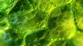 A zoomedin view of the inner membrane of a chloroplast showcasing the embedded proteins that help facilitate