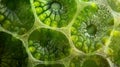 A zoomedin view of a plant cells vacuole the large and fluidfilled structure that stores water nutrients and waste