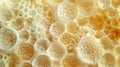 Zoomedin view of pollen grains showcasing a combination of smooth and textured patterns that give the impression of a