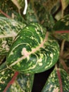 Zoomin close-up aglonema donacarmen Royalty Free Stock Photo