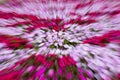 Zooming effect on a garden of pink and white flowers Royalty Free Stock Photo