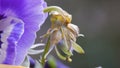 Zooming Green Pansy Perianth flower closeup