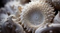 Microcosmic Marvel: Foraminifer Calcareous Shell Fractal Royalty Free Stock Photo