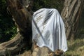 Zooo monkey orang utan ape playing ghost with bed sheet