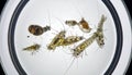Zooplankton Specimen Under Microscope View Royalty Free Stock Photo
