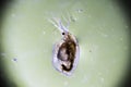 Zooplankton Water Flea Daphnia, microscopic image Royalty Free Stock Photo