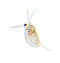 Zooplankton Water Flea Daphnia Royalty Free Stock Photo