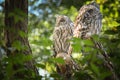 Zoos portrait of owl who is sittig on stick. Royalty Free Stock Photo