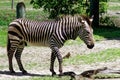 Zebra in ZooTampa at Lowry Park