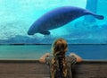 ZooTampa`s manatee care tank Royalty Free Stock Photo