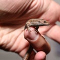 Zootoca vivipara, the viviparous lizard held in hand Royalty Free Stock Photo