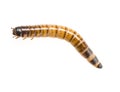 Zophobas atratus/ morio - meal worm