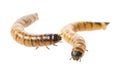 Zophobas atratus/ morio - meal worm Royalty Free Stock Photo