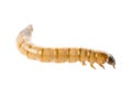 Zophobas atratus/ morio - meal worm Royalty Free Stock Photo