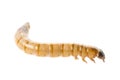 Zophobas atratus/ morio - meal worm