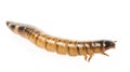 Zophobas atratus/ morio - meal worm Royalty Free Stock Photo
