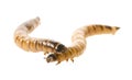 Zophobas atratus/ morio - meal worm