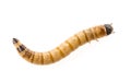 Zophobas atratus/ morio - meal worm