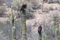 Zopilote vulture buzzard bird in Baja California portrait on cactus Royalty Free Stock Photo