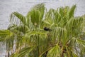 Zopilote vulture buzzard on a palm in la Paz cortez sea baja california sur