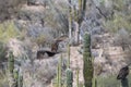 Zopilote vulture on cactus in california