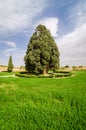 Zoroastrian cypress tree of Abarkuh, Iran Royalty Free Stock Photo