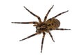 Zoropsis spider Royalty Free Stock Photo