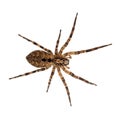 Zoropsis spinimana, False wolf spider. Large brown and hiary. Isolated on white. Royalty Free Stock Photo