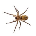 Zoropsis spinimana, False wolf spider, underside - photo taken through glass. Isolated on white. Royalty Free Stock Photo