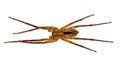 Zoropsis spinimana - large hunting spider, isolated over white