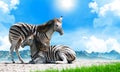Zorse, a Zebra and Horse hybrid. Equus zebra x Equus caballus