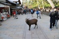 Deer standing among the tourist at the Nara city.