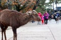 Deer standing among the tourist at the Nara city. Tourist can close and feed to deer.