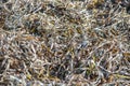 Zostera marina is seaweed, rich in iodine and other beneficial minerals, therapeutic effect. Other names are common eelgrass, seaw Royalty Free Stock Photo