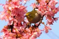 Zosterops japonicus stands in the blooming cherry blossoms