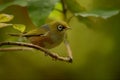 Zosterops lateralis - Silvereye - tauhou in the primeval forest Royalty Free Stock Photo