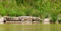 Zoutwaterkrokodil, Saltwater Crocodile, Crocodylus porosus Royalty Free Stock Photo