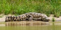 Zoutwaterkrokodil, Saltwater Crocodile, Crocodylus porosus Royalty Free Stock Photo