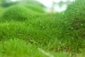 Zoysia grass Royalty Free Stock Photo