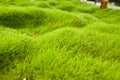 Zoysia grass Royalty Free Stock Photo