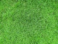 Zoysia japonica grass