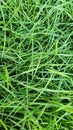 Zoysia, lolium perenne, Zoysia grass growing creeping in the yard on a summer day