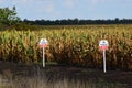 Zrenjanin Serbia corn field Royalty Free Stock Photo