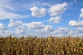 Zrenjanin Serbia corn field Royalty Free Stock Photo