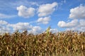 Zrenjanin Serbia corn field Royalty Free Stock Photo