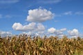 Zrenjanin Serbia corn field Royalty Free Stock Photo