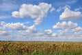 Zrenjanin Serbia corn field Royalty Free Stock Photo