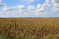 Zrenjanin Serbia corn field Royalty Free Stock Photo